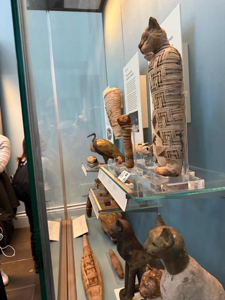 Mummified cats in a display case
