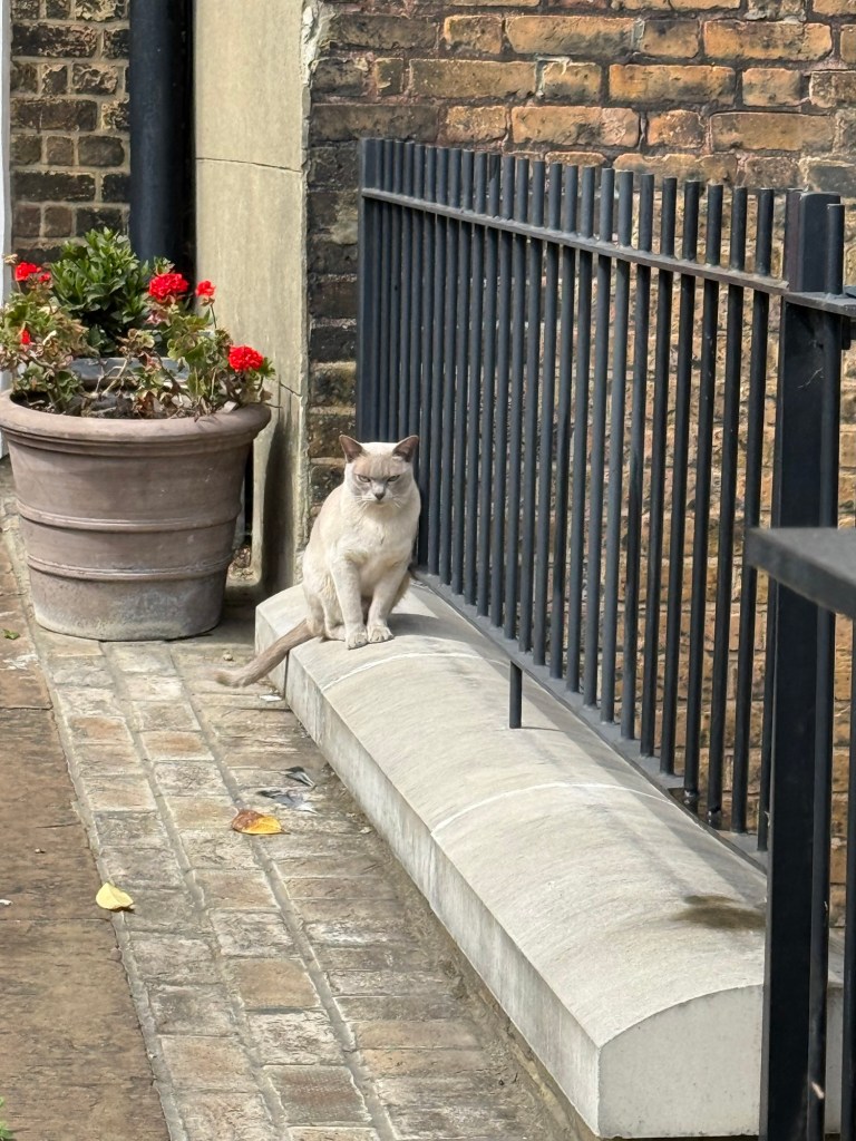 A grumpy looking cat sits on a ledge to a garden